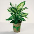 Order Dieffenbachia